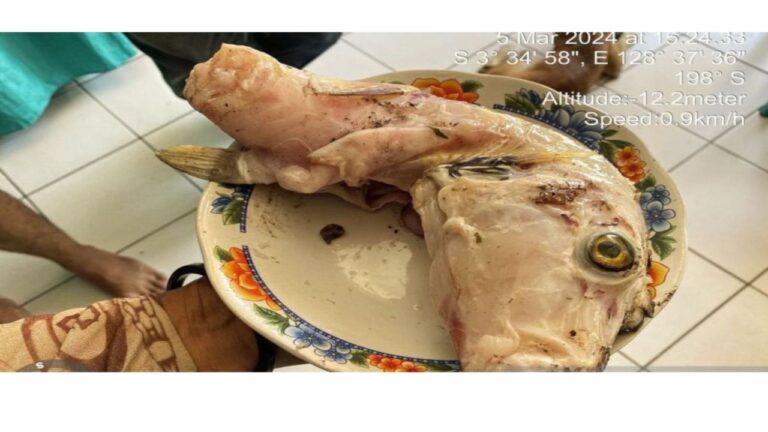 Ikan Buntal